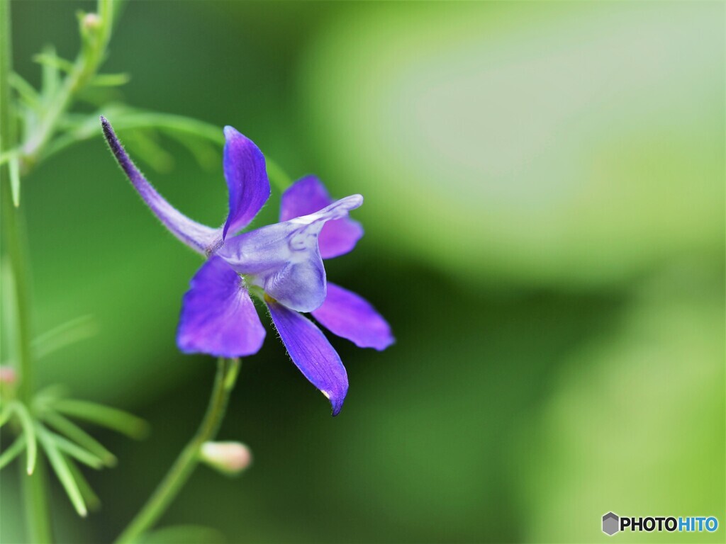 ヒバリの蹴爪