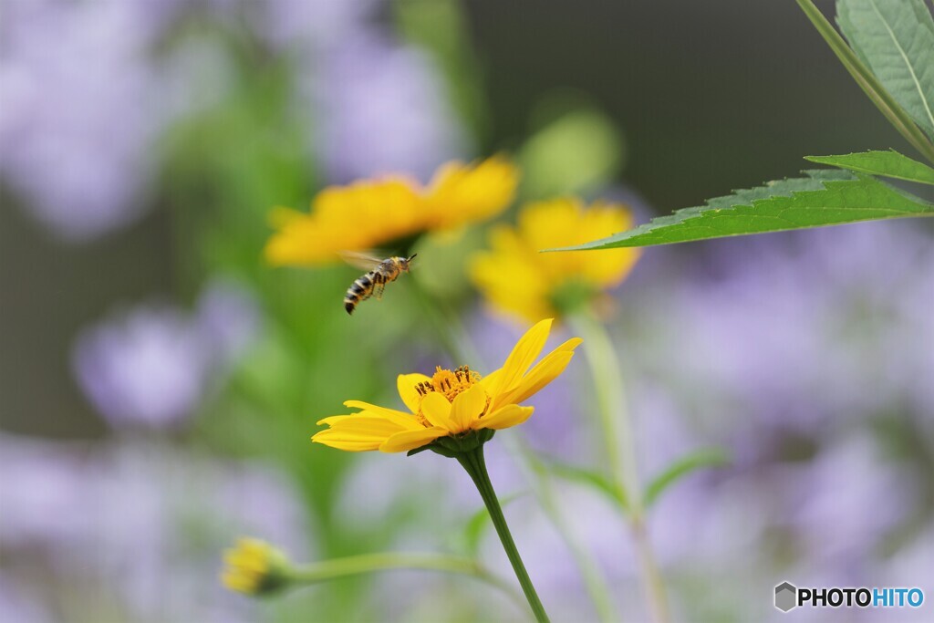 花の上でホバリング