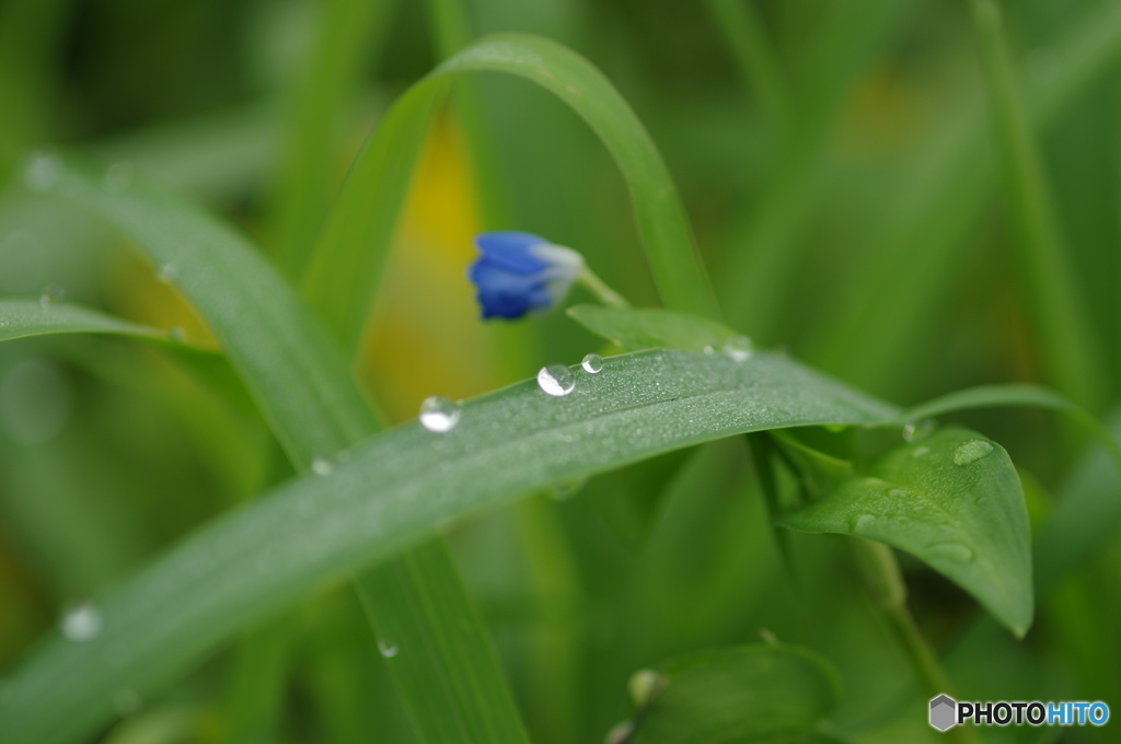梅雨ーツユー露