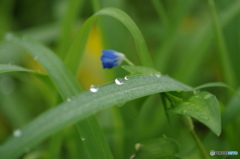 梅雨ーツユー露