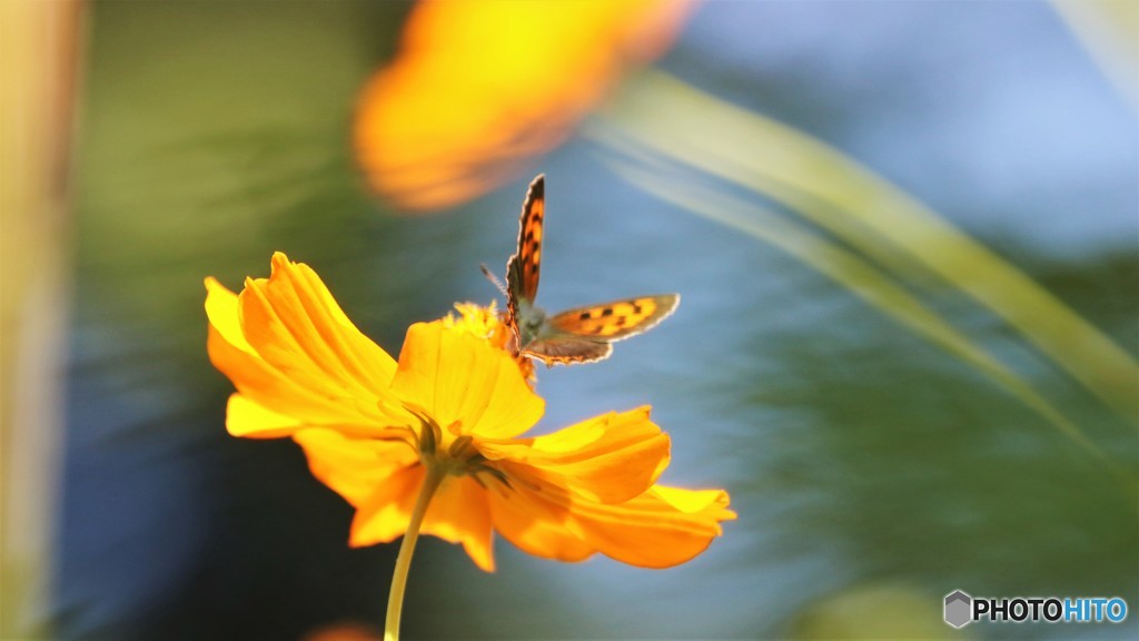 揺れる思い、、、。