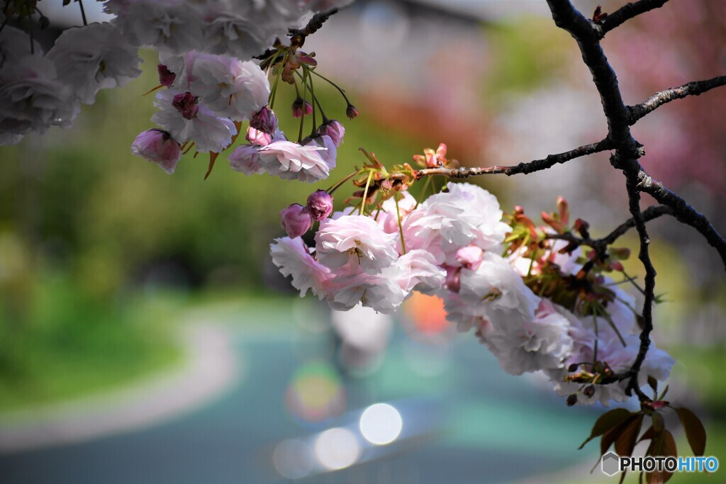 令和普賢象咲くラ～ⅲ