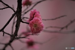 ピンクに染まる、、、。