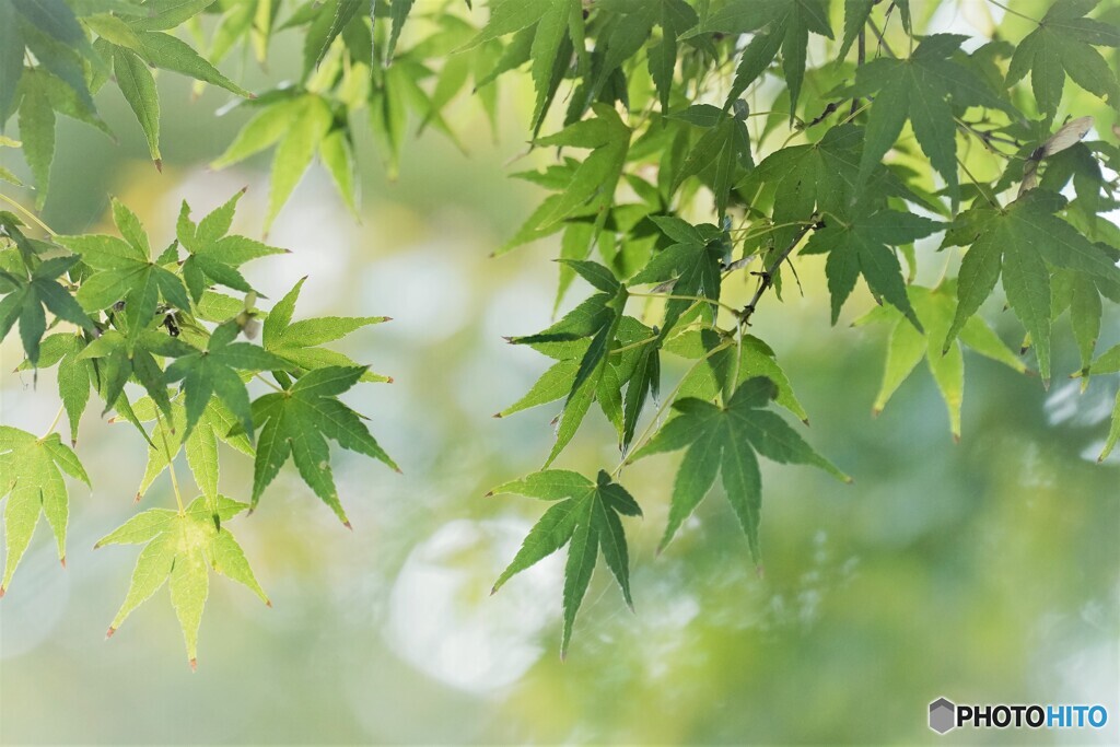 紅葉前