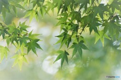 紅葉前