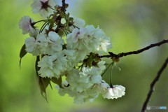 平成最後を咲く桜達～lxxiii