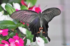 黒蝶の魅力～ⅰ