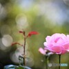 晩秋のピンク、、、。