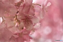 ６年前の河津桜