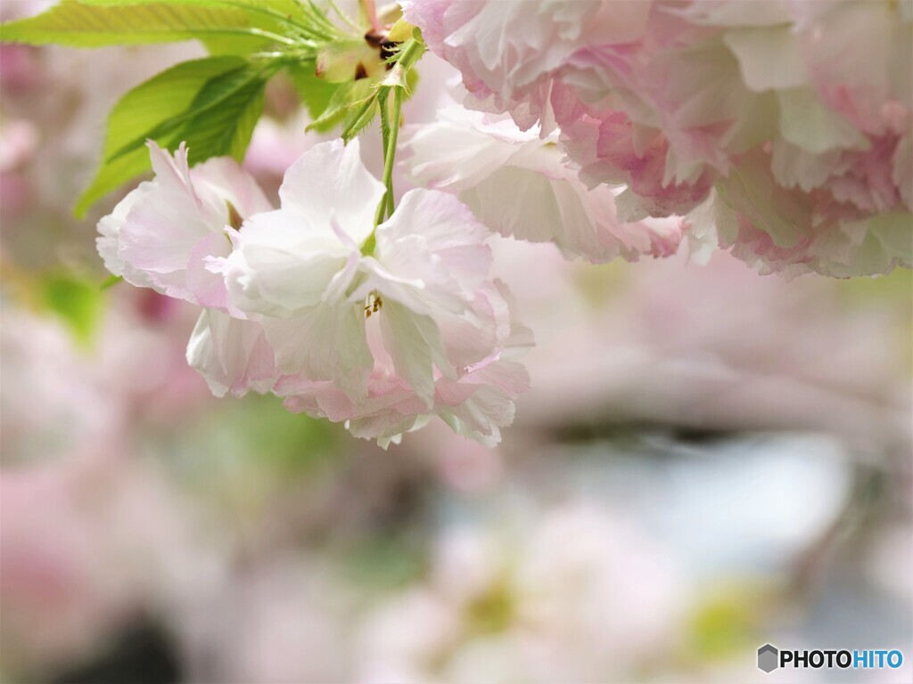 名残り惜しき八重桜～ⅸ