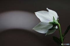 白い光源、、、。