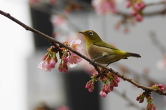 春の入り口 (3)