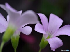 オキザリス・トリアングラリス～②
