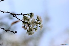 冬桜見物～ⅱ