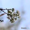 冬桜見物～ⅱ