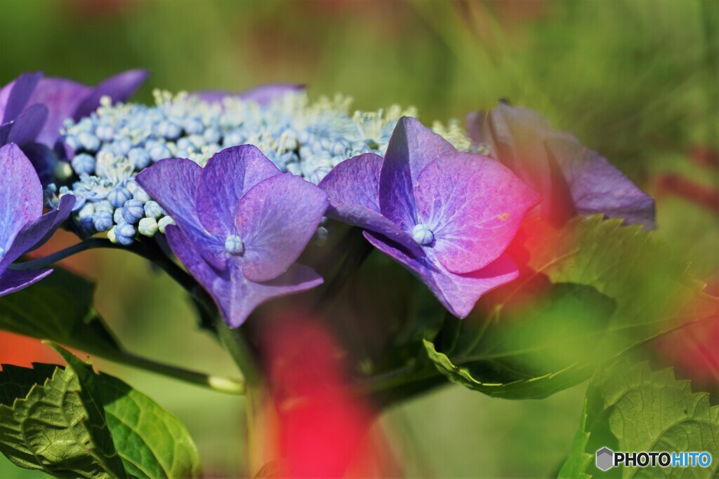 梅雨の華～ⅱ