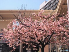 団地内の河津桜