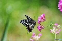 此方の花も好き～ⅱ