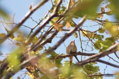 鳴き声の主は、、、。