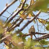 鳴き声の主は、、、。
