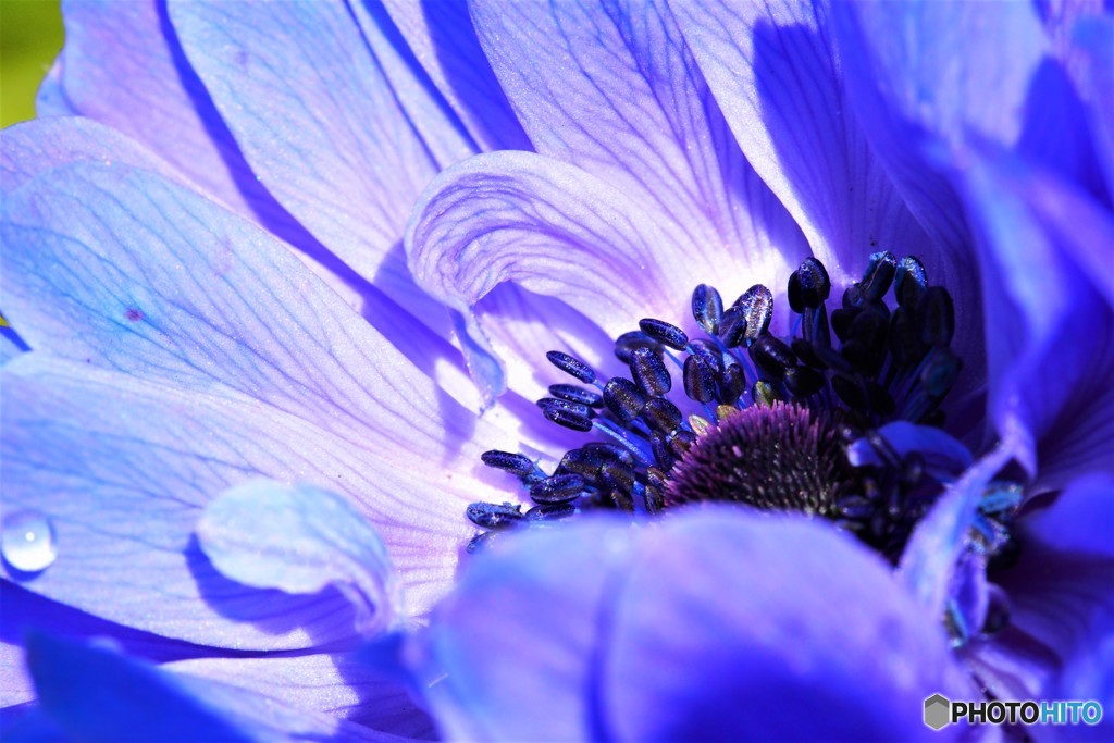 anemone、Blue