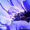 anemone、Blue