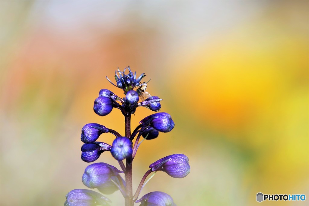 Delphinium。