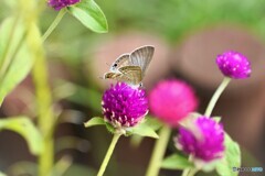 一昨日逢えた蝶達～ⅱ
