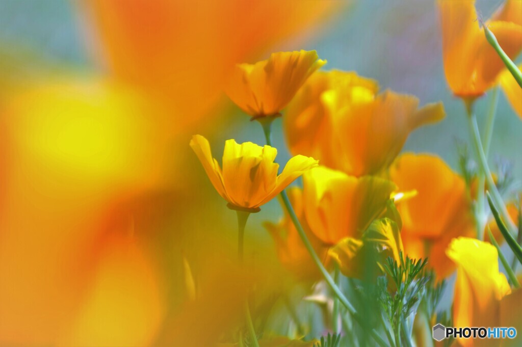 California poppy～ⅱ