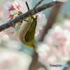 オオカン、サクジロー、、、。