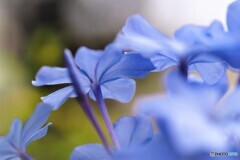 ひそかな情熱～ⅱ