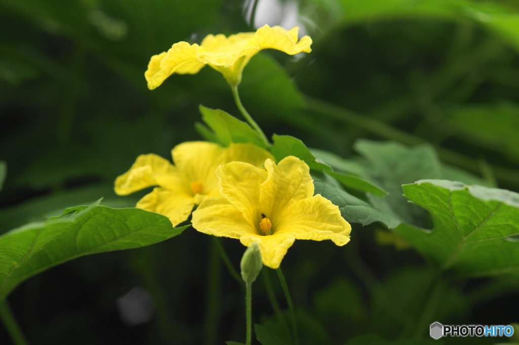 長月花ー11