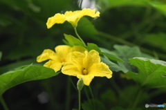 長月花ー11