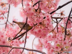 ヒヨの居ない間に、、、。