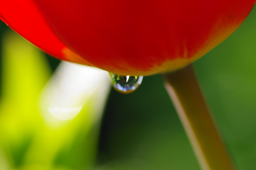 雨上がりのチューリップー５