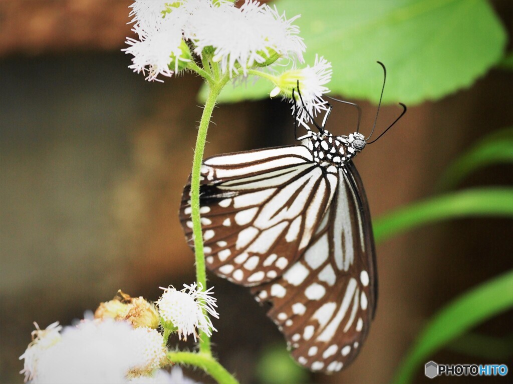 生物園ー令和～⑭