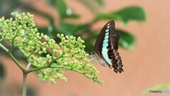  Graphium sarpedon～①