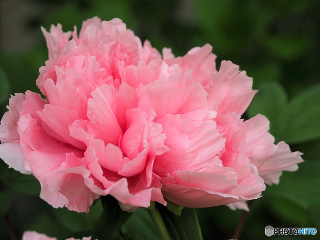 花王