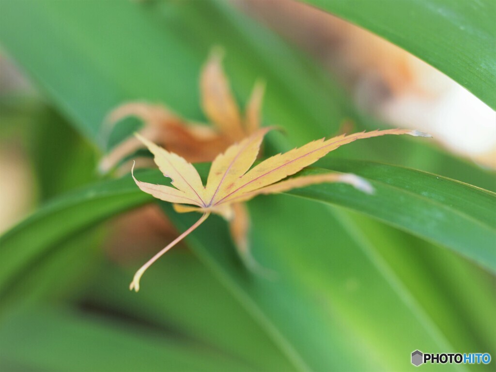 なごり～ⅱ