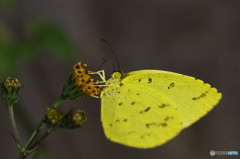 黄チョウの微笑み