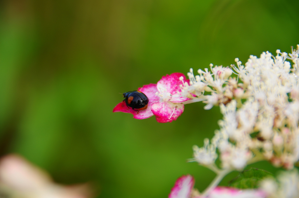 雨上がり紫陽花－４