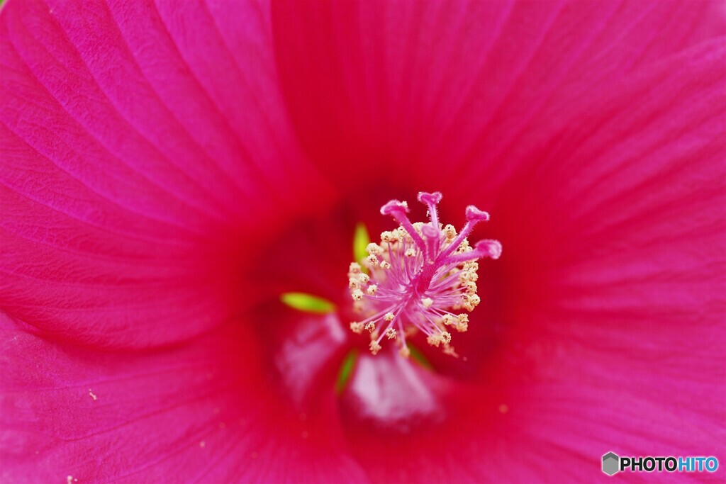 タイタンの蕊