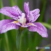 菖蒲園～ⅲ