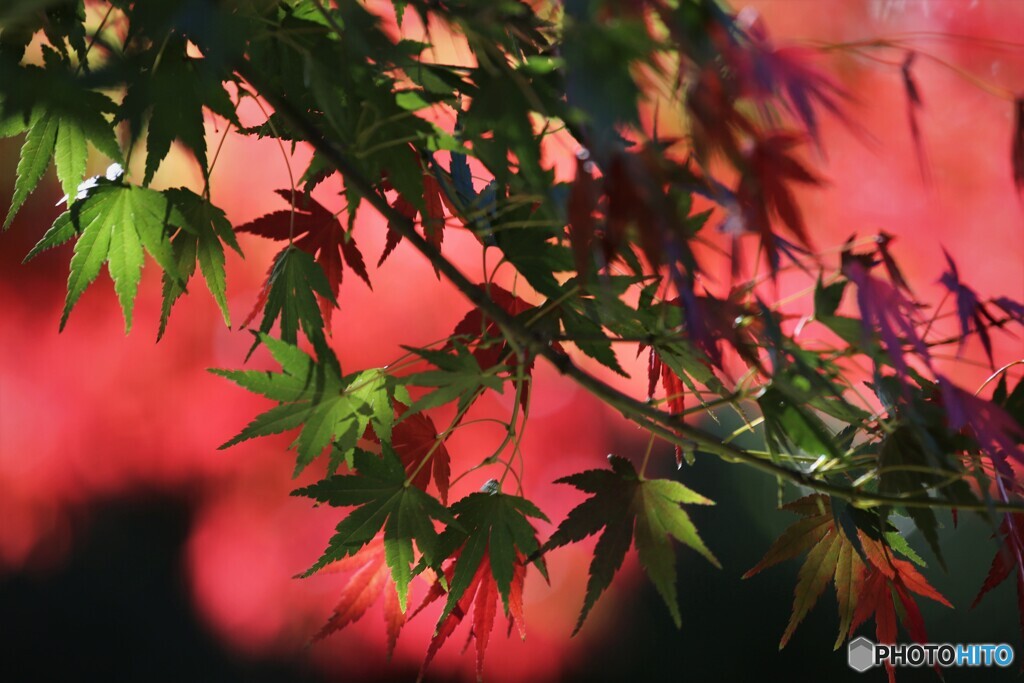 秋彩色～ⅱ