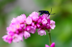 秋花と蜂ーB