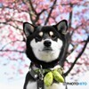 花見犬、、、。