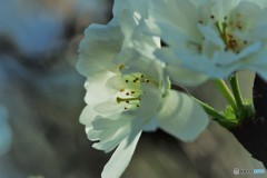 冬に咲く～②