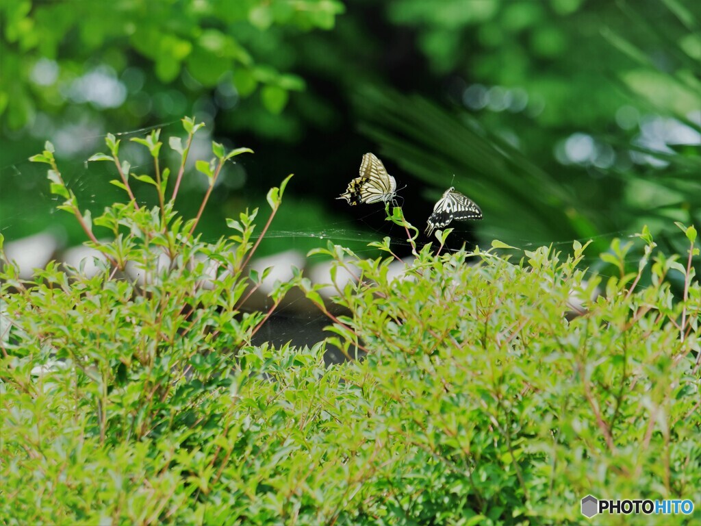 プロポーズ