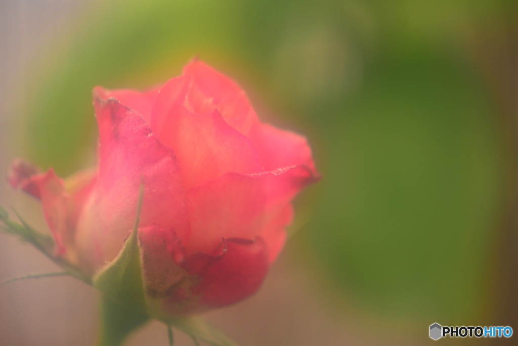 艶花ーⅡ