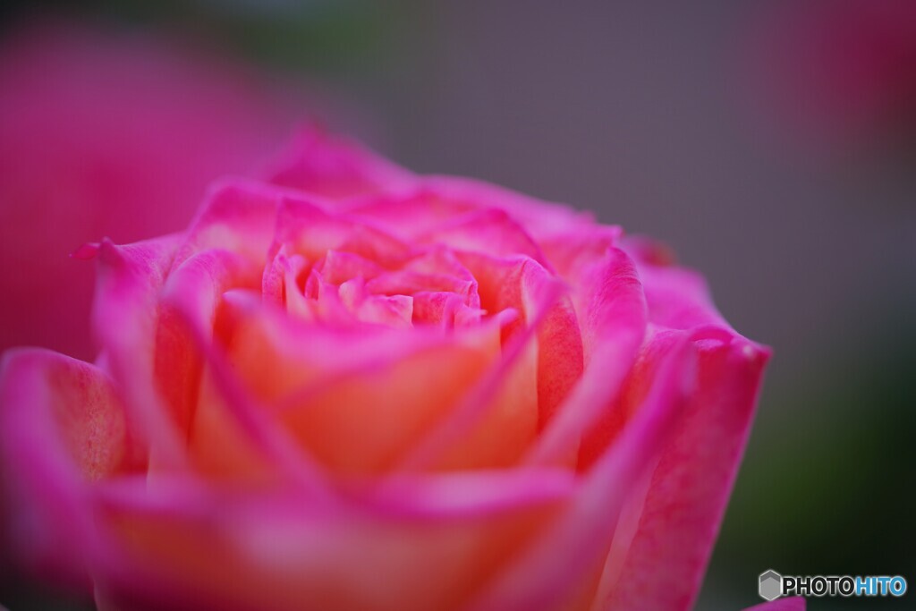 冬の薔薇の思い出